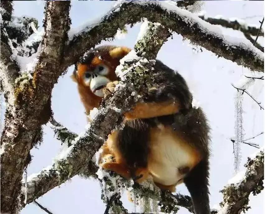 循着雪的方向，喇叭河颜值不输北欧，耍法多到让人尖叫