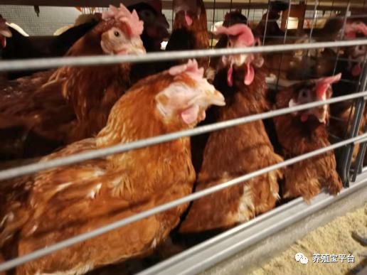 蛋鸡鼻炎跟温和型流感的区别,蛋鸡禽流感与鼻炎的区别