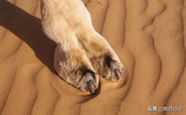 人为什么有5根手指,人类为什么有6根手指