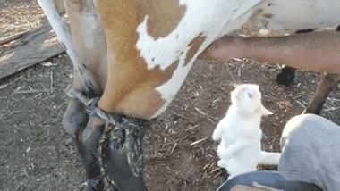 我乳糖不耐受我要坚持喝牛奶多久,乳糖不耐受身边的人都在喝牛奶