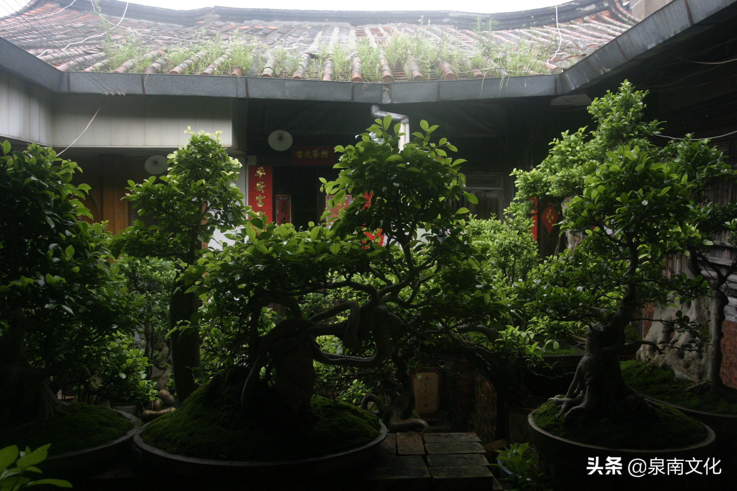 泉州中山路两侧巷道踏勘日记（三）：奎霞巷、会通巷、通政巷等