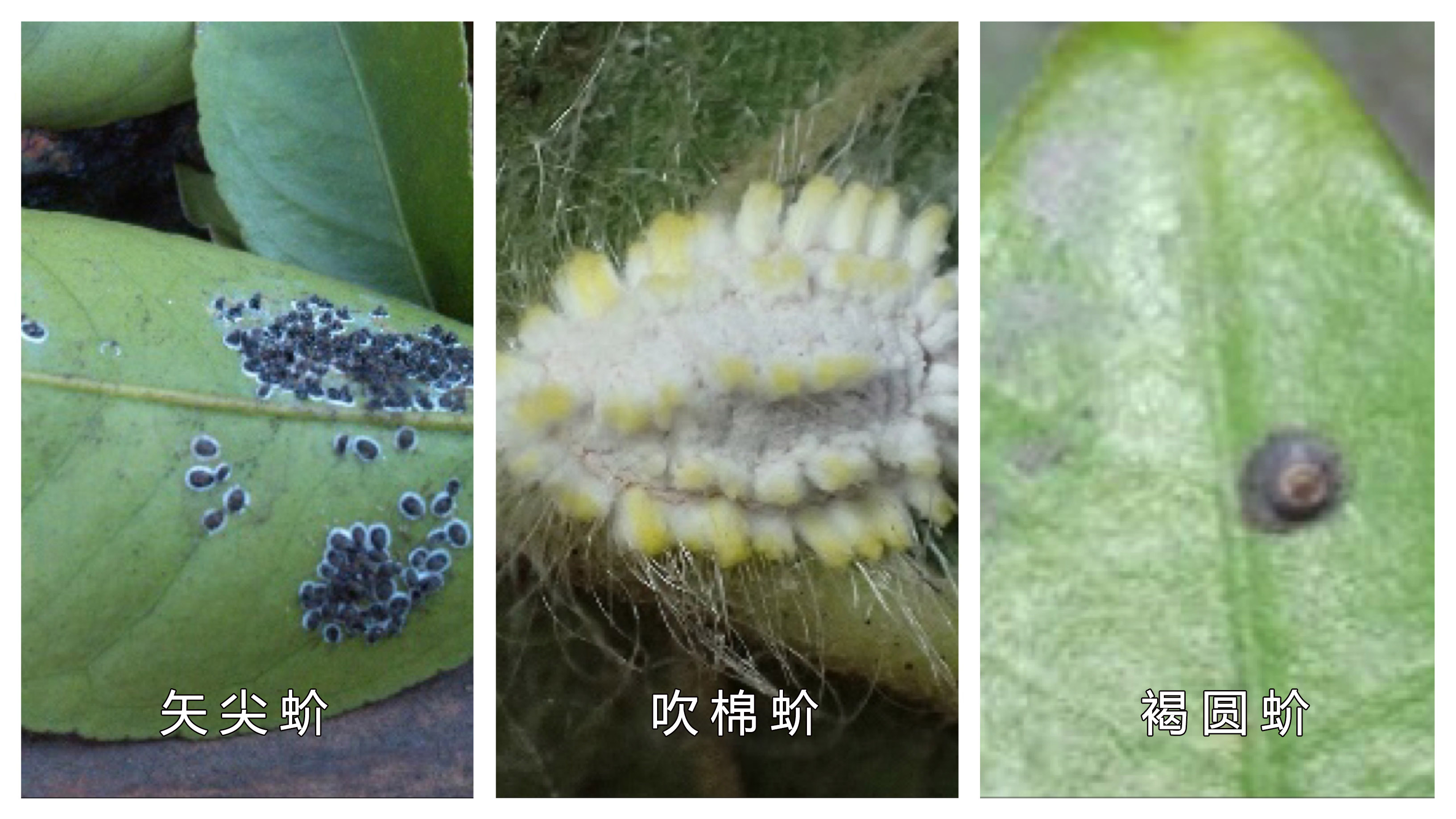 柑橘病虫害绿色防控,柑橘重点病虫害防治方案