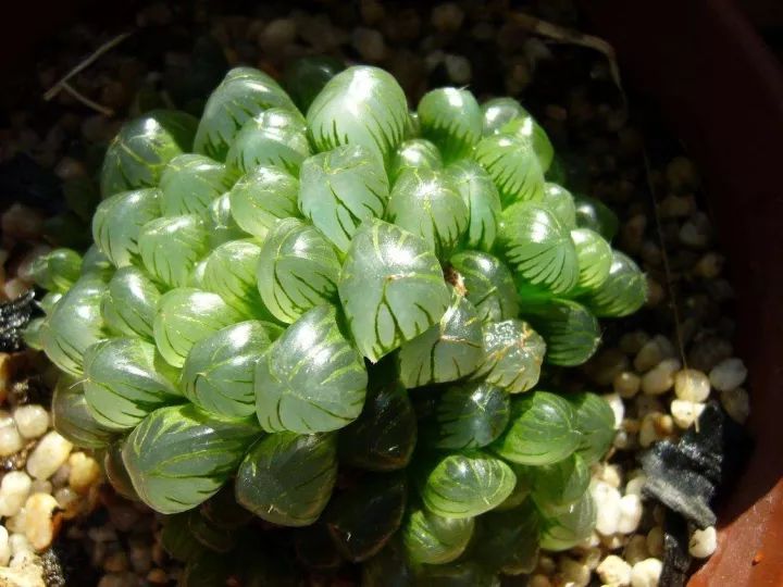 水晶的多肉植物有哪些品种,像水晶的多肉植物图片