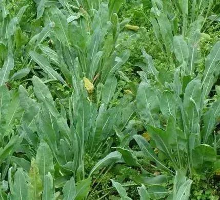 蛋鸡感冒喂什么药最好,产蛋鸡用什么药退烧