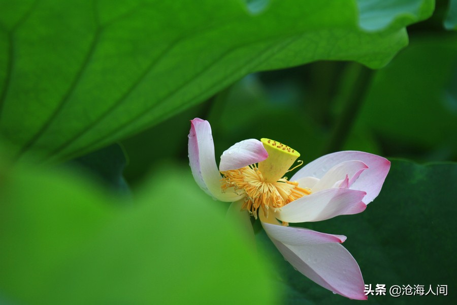 写荷花的诗词有多少,禅意荷花的诗词