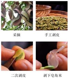 云南燕窝是什么东西,云南平民版燕窝