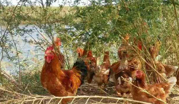 鸡瘟是怎么形成的,鸡瘟发病有治吗