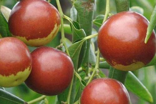 红枣苗种植方法全过程,种植红枣树要怎样管理