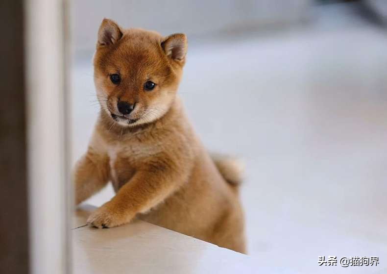 狗狗冬天室外过冬狗窝,北方冬天狗狗室外怎么过冬