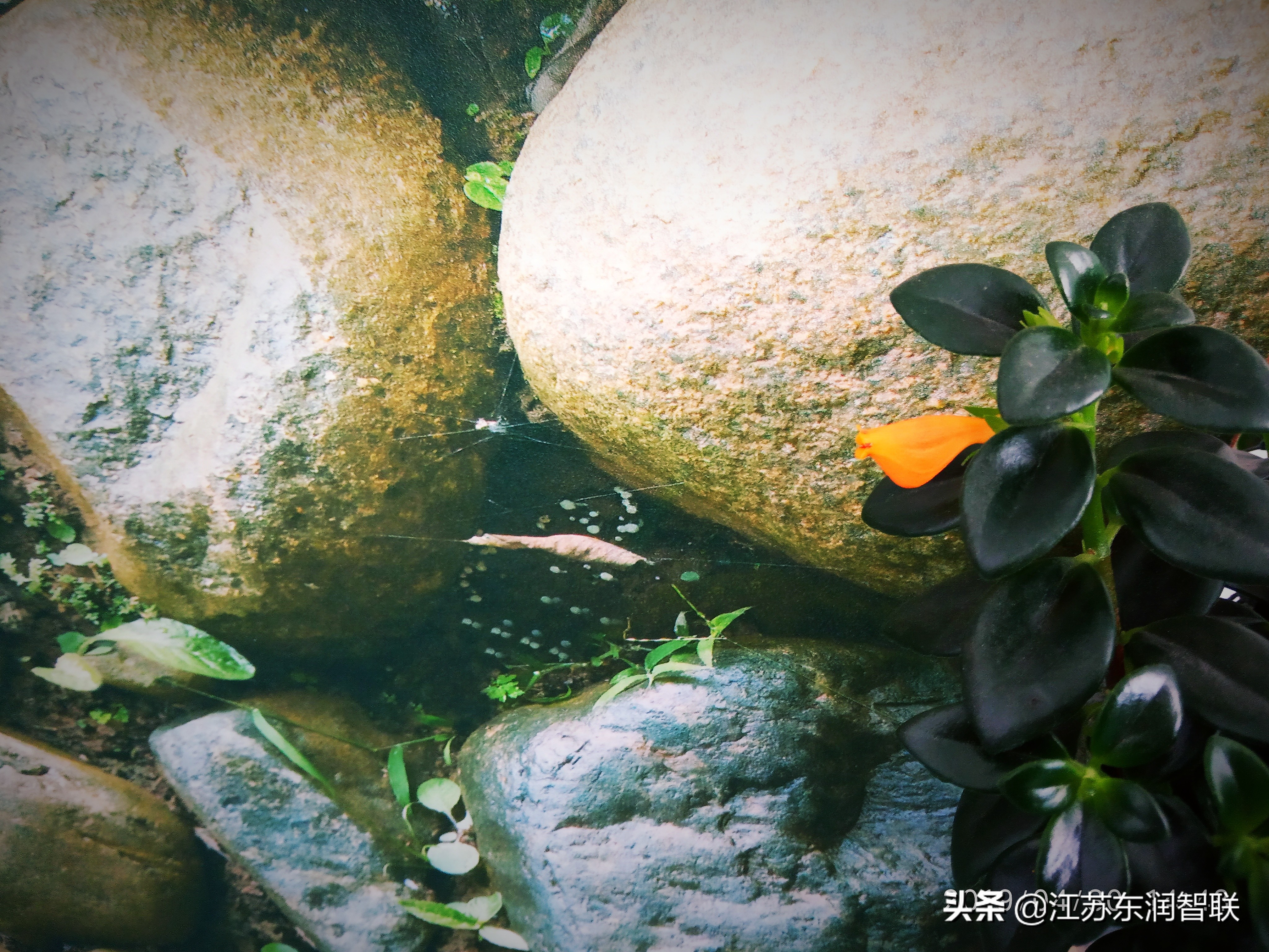 金鱼吊兰刚出现的小花苞是绿色的,金鱼吊兰开花后像小金鱼一样漂亮