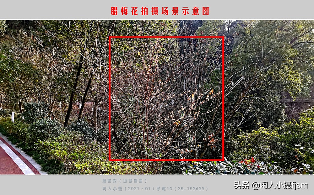 如何拍出腊梅摄影作品图片,腊梅手机摄影技巧