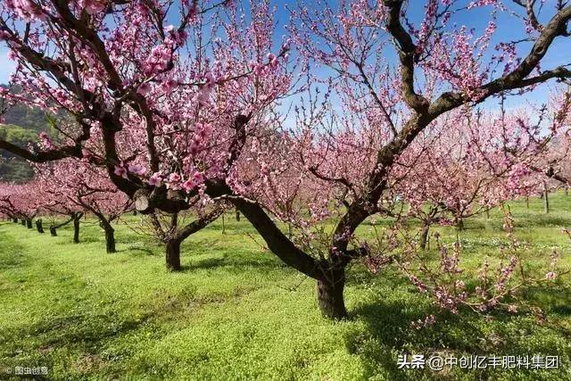 桃树都开花了怎么回事,桃树开花特别少