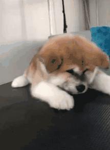 可爱呆萌的小奶狗视频,可爱可奶呆萌的小奶狗