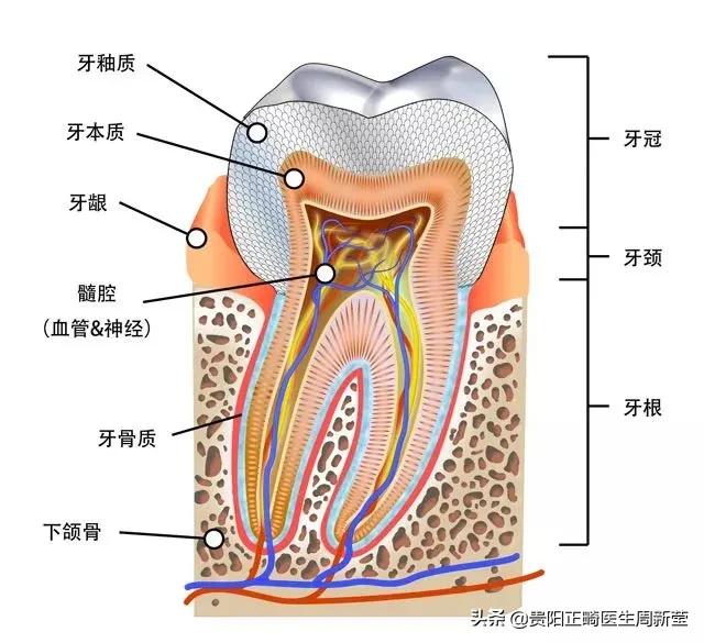天天刷牙牙齿黑斑点,天天刷牙还是黄牙正确方法请收好