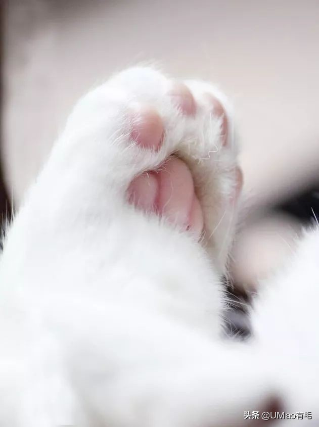 这套喵肉球vs口红色号匹配大全送你了！拿走不谢！