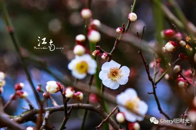 苏州旅游值得去的景点,去苏州旅游攻略最好的景点