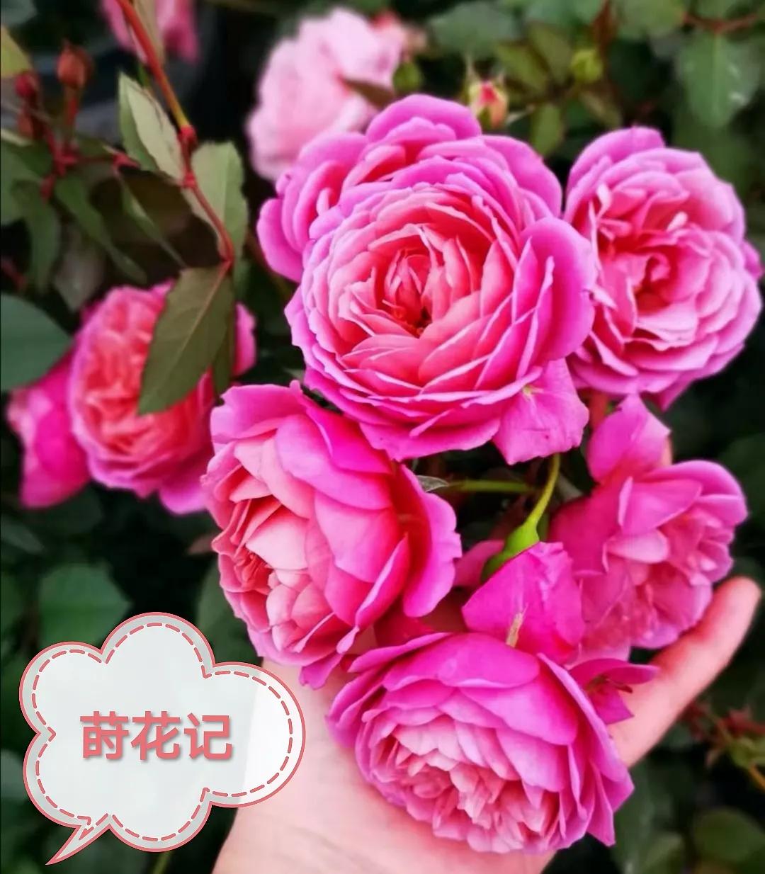 她是旧时光里走来的美人，貌似弱质纤纤却秉性坚韧——月季“葵”