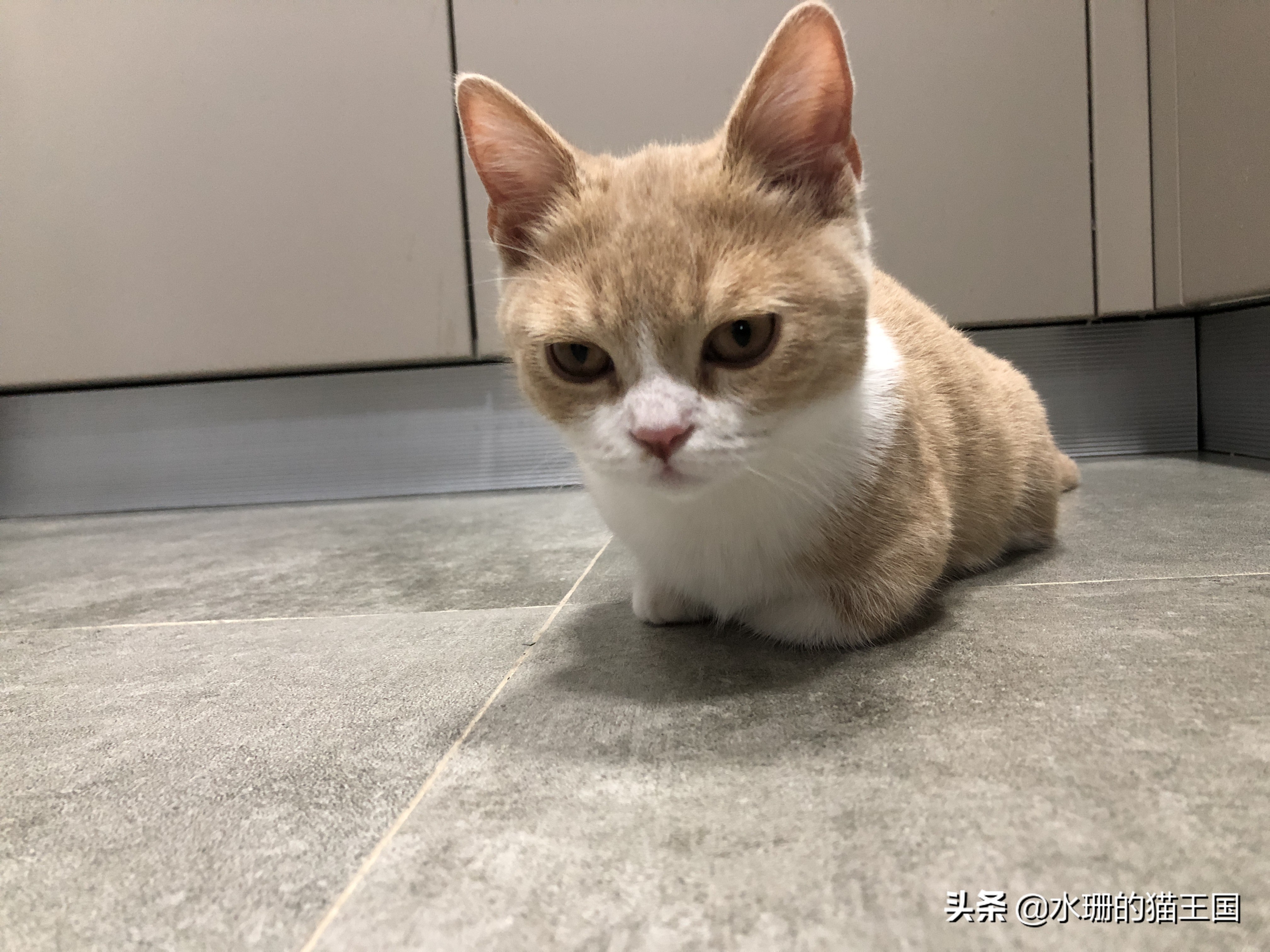 猫咪软便便秘带血,铲屎官须知猫咪软便拉稀怎么办