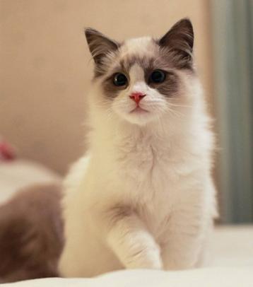 猫中的小仙女有哪些,猫中小仙女是什么