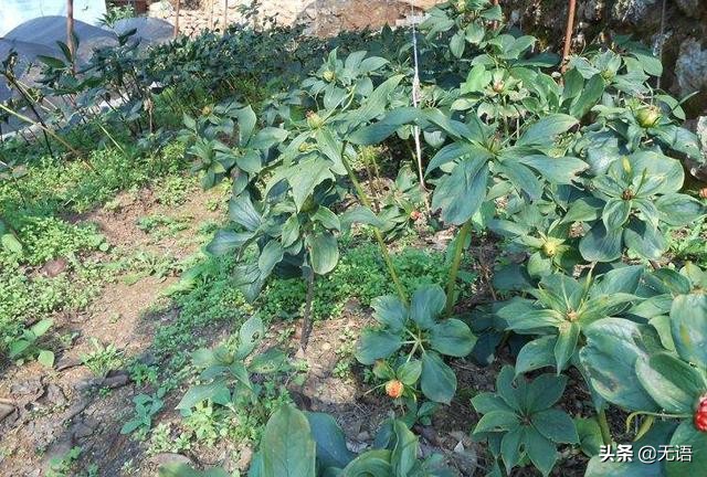 收购纯野生七叶一枝花,现在野生的七叶一枝花很少见