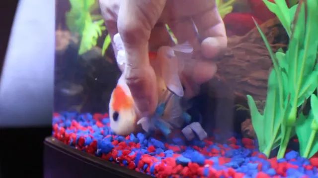 金鱼患上鱼鳔失调症，没有办法正常游，主人为其特制“水下轮椅”