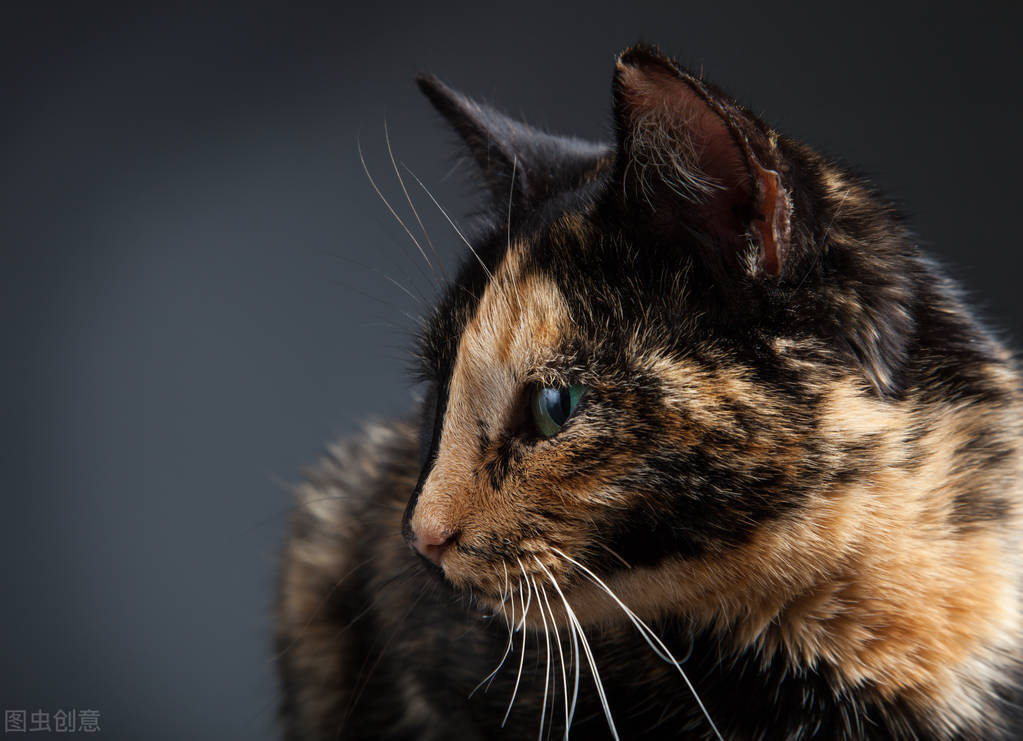 涓崕鐢板洯鐚彜浠ｇ殑闆呯О鏈夊濂藉惉,甯歌鐨勪竷绉嶄腑鍗庣敯鍥尗闆呯О