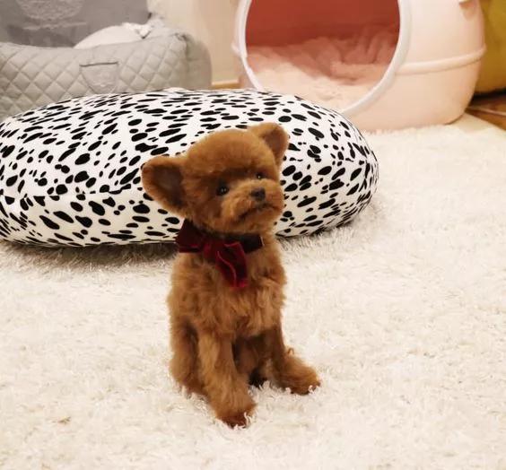 小泰迪一般多久立耳就定型了,小泰迪立耳修剪毛发视频