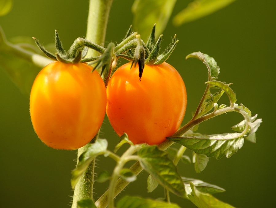 怎样提高圣女果品质,如何提高圣女果的光泽度