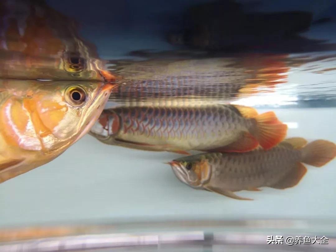 养红龙苗,养红龙如何搭配其他鱼