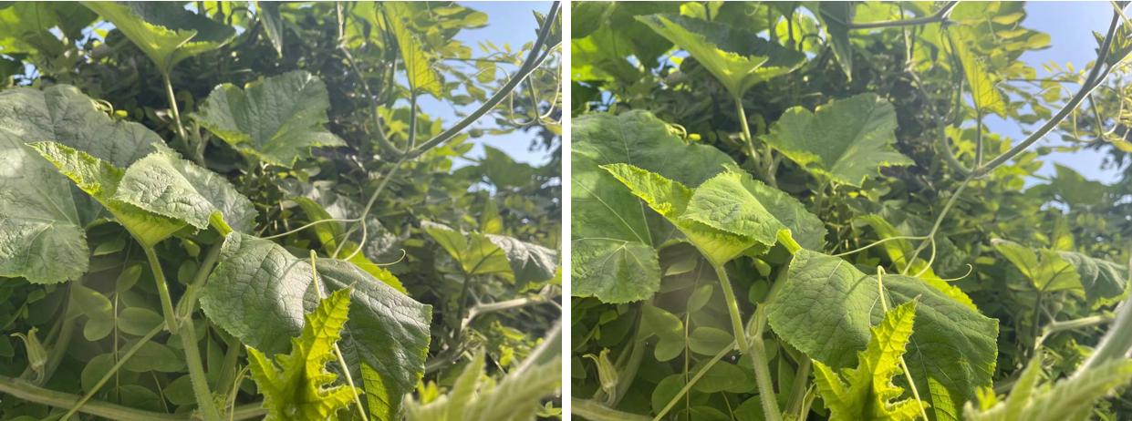 手机云台稳定器360度智能跟拍神器,教你用手机拍出摄影大师的照片