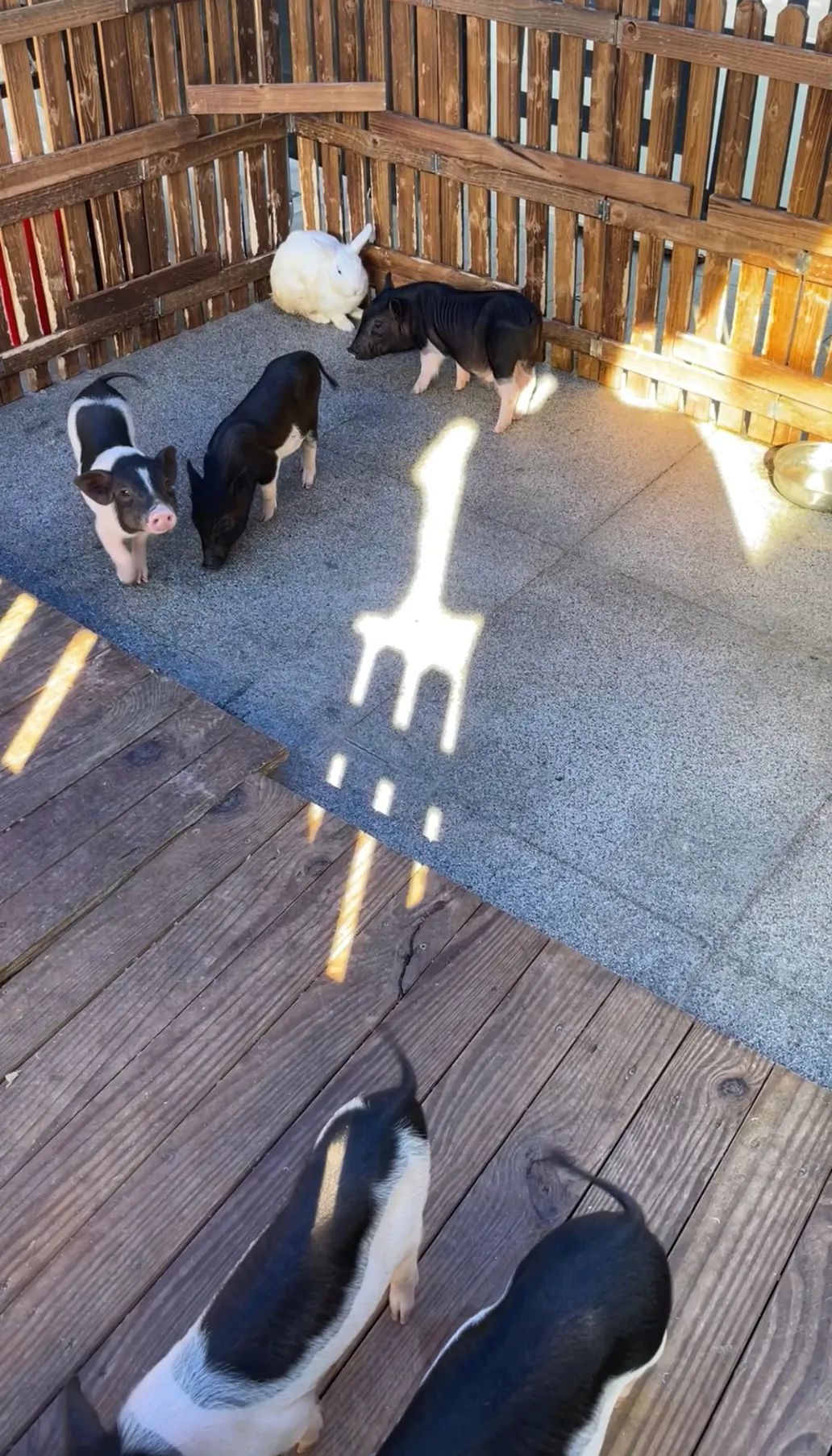 黄金海岸沙雕海洋乐园梦幻水世界,美爆了2019首届奇幻星空海洋馆