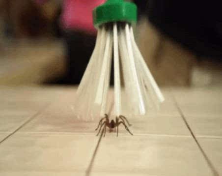 捕捉蜘蛛器,引诱蜘蛛神器