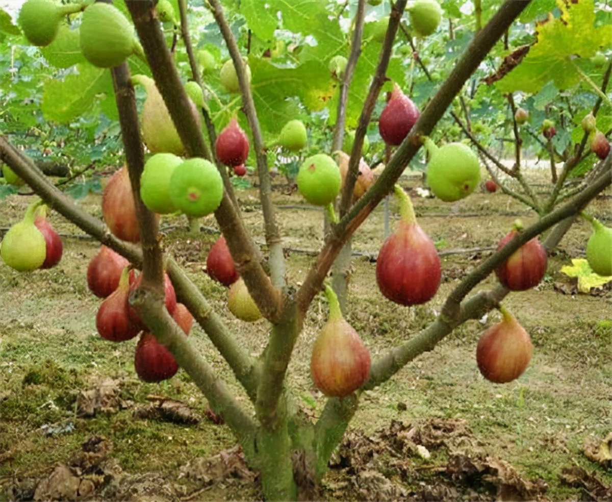 一帆风顺花有毒吗对小孩有影响吗,气味对身体有害的盆栽花卉
