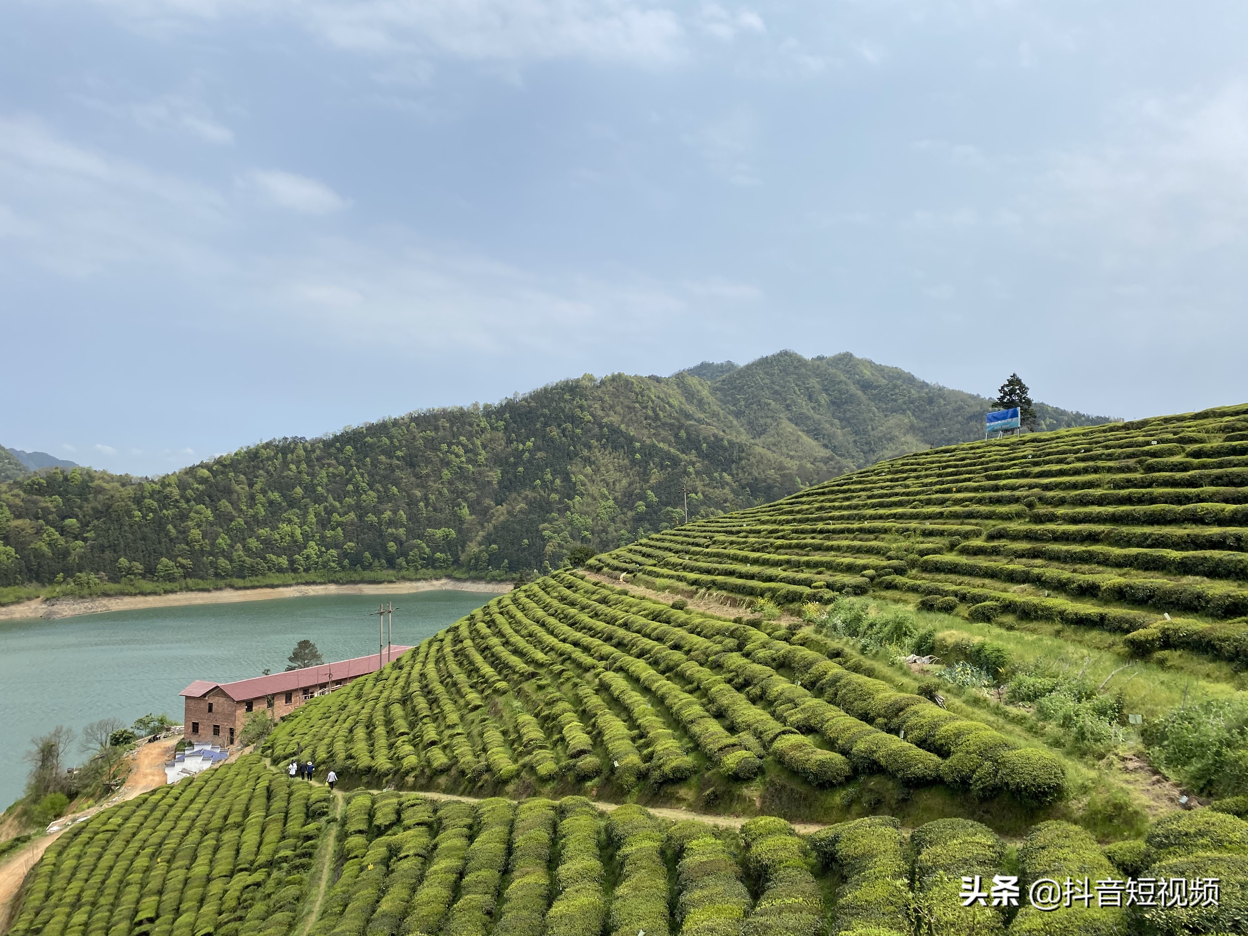 湖南教授县长直播卖茶成网红,网红县长销茶叶