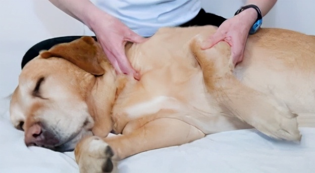 快速让狗狗舒服的按摩技巧|亲测有效