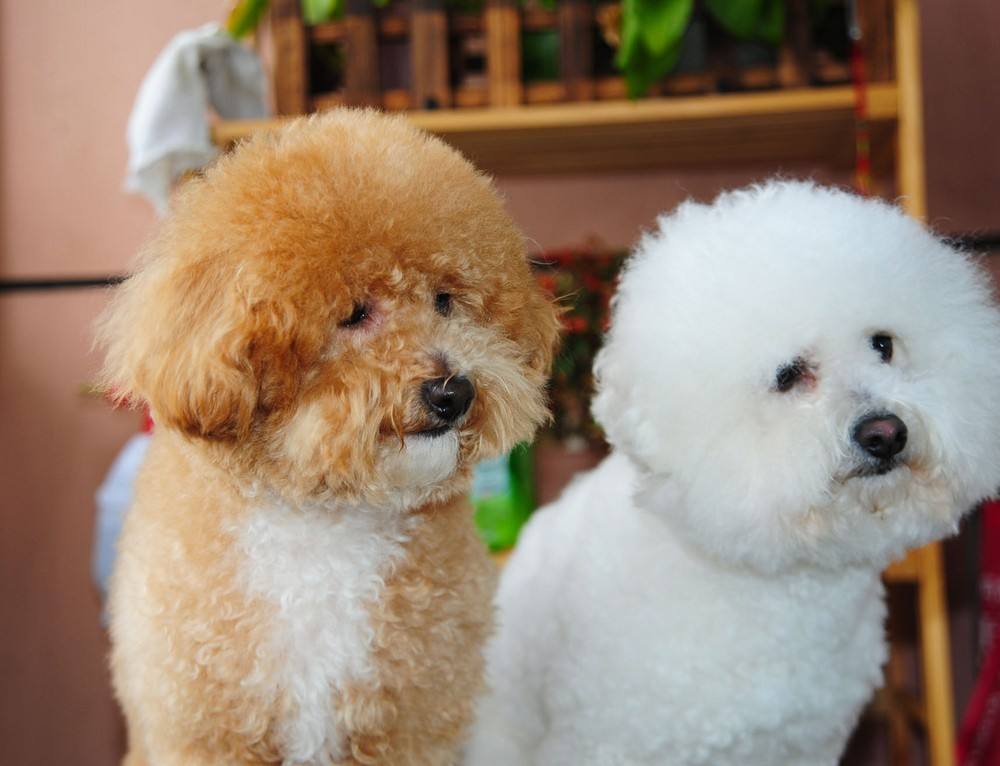 泰迪挑食严重不吃狗粮咋办,泰迪挑食不吃狗粮换粮怎么办