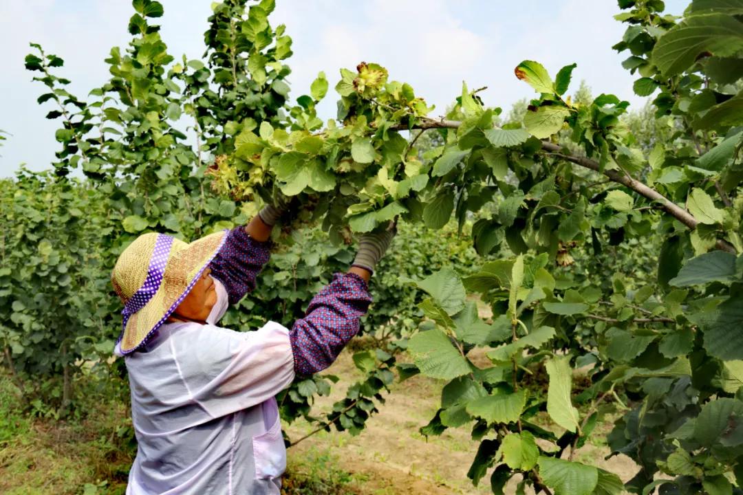 既要生态美又要百姓富科左后旗5000亩大果榛子喜获丰收