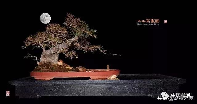 陈文图榕树欣赏,陈文图盆景