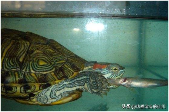 不用过滤养龟如何保持水质清澈,养龟换水能做到一个月换一次水