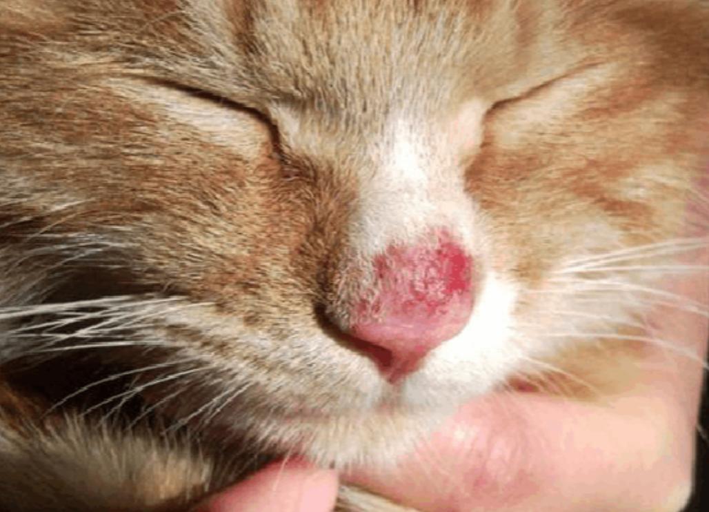 猫咪皮肤干燥有皮屑用什么沐浴露,冷知识猫咪也会打冷颤