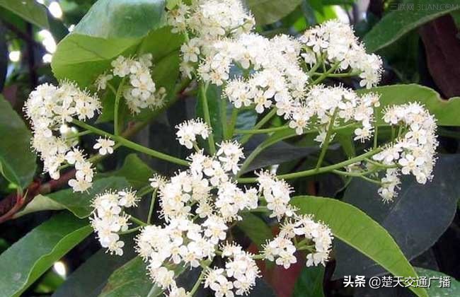 石楠花又开了,石楠花春天