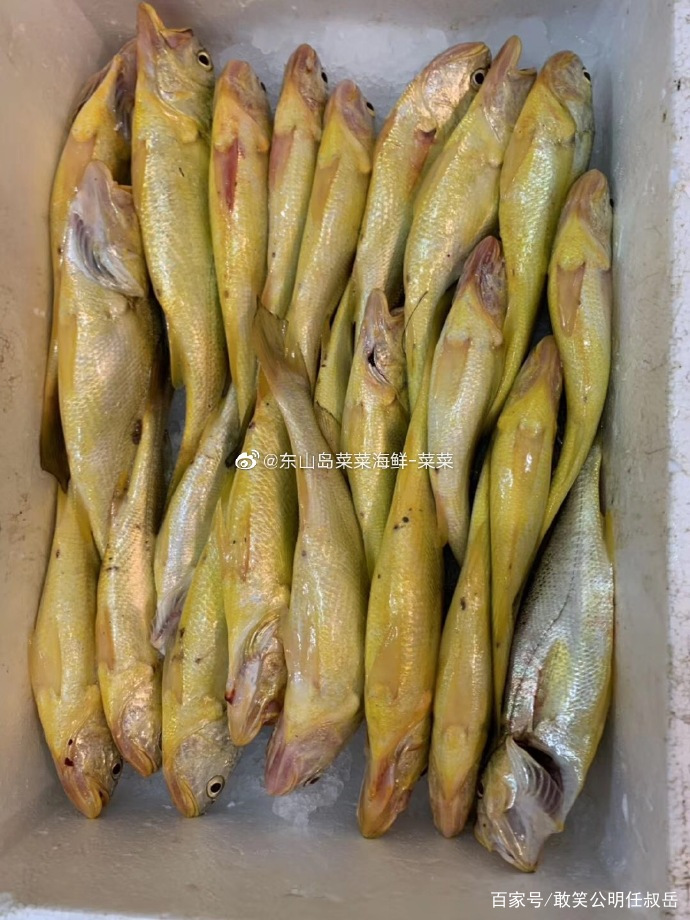 大黄鱼这么贵是因为营养更高吗,野生大黄鱼的五个不一样