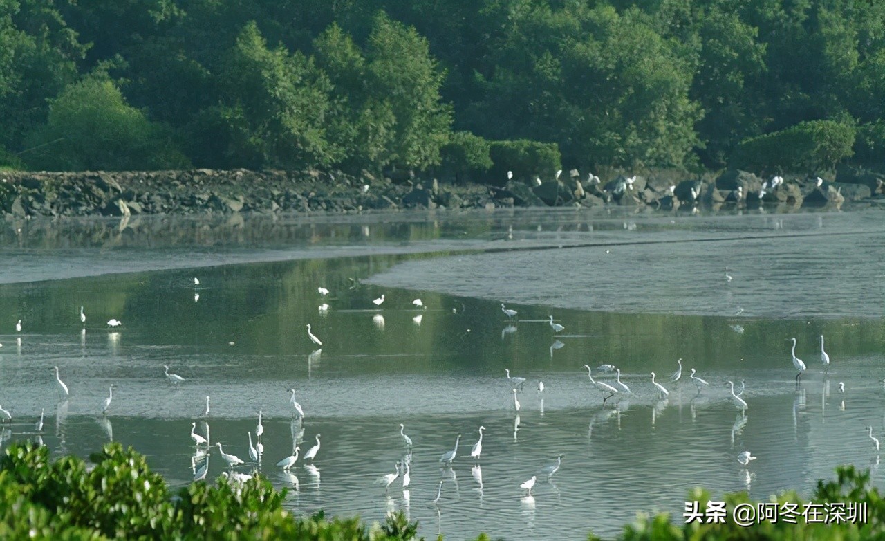 深圳一日游必去的十个免费景点,深圳一日游必去十大网红景点