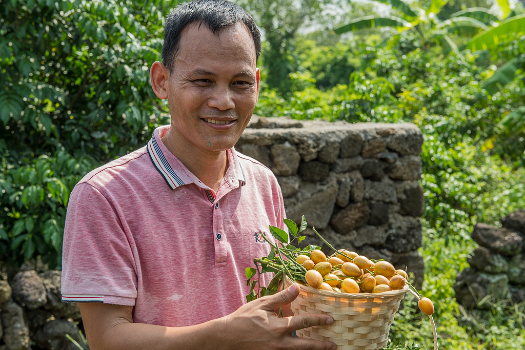 海口附近的荔枝采摘园有地过夜吗,海口周边采摘荔枝一日游最佳地点