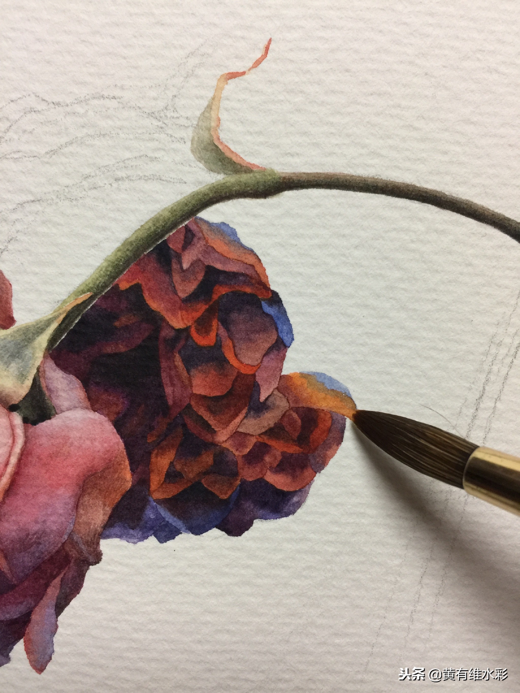 水彩绘画教程简单玫瑰,水彩步骤图花卉