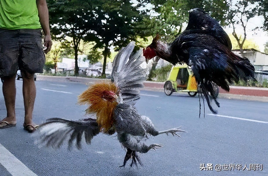 菲律宾一警察被一只公鸡杀死,斗鸡与菲律宾斗鸡打架