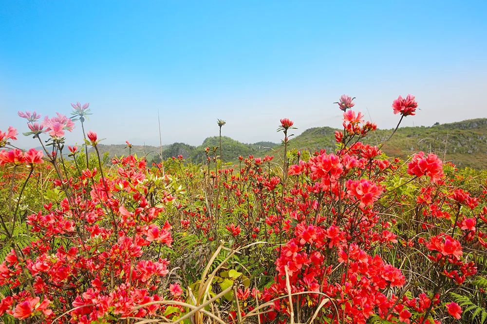 仙人街景区赏花攻略,吉尼斯打卡仙人街