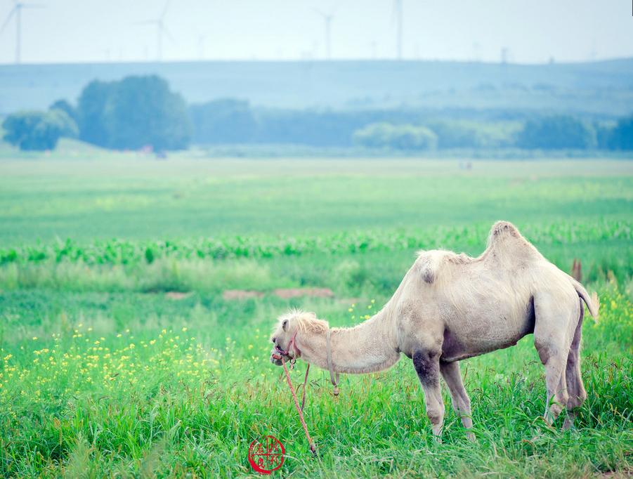 河北藏着这些绝美景点,张北坝上草原和张北中都草原