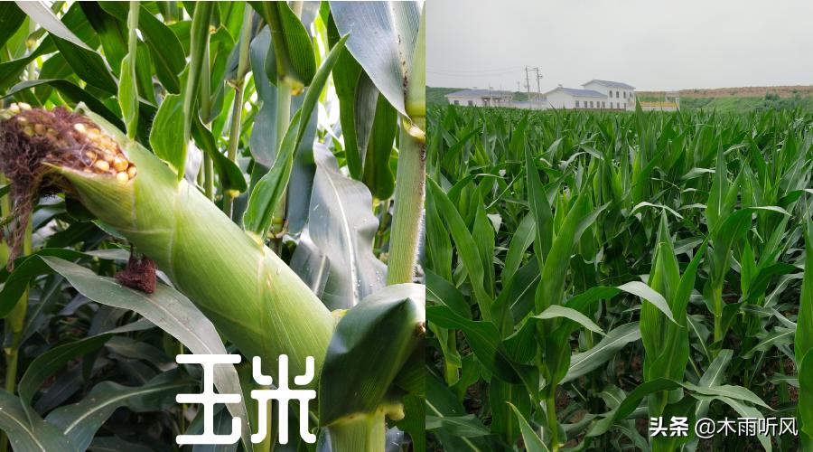 玉米长丫子的原因是什么,出了丫子怎么办,还用不用去掉