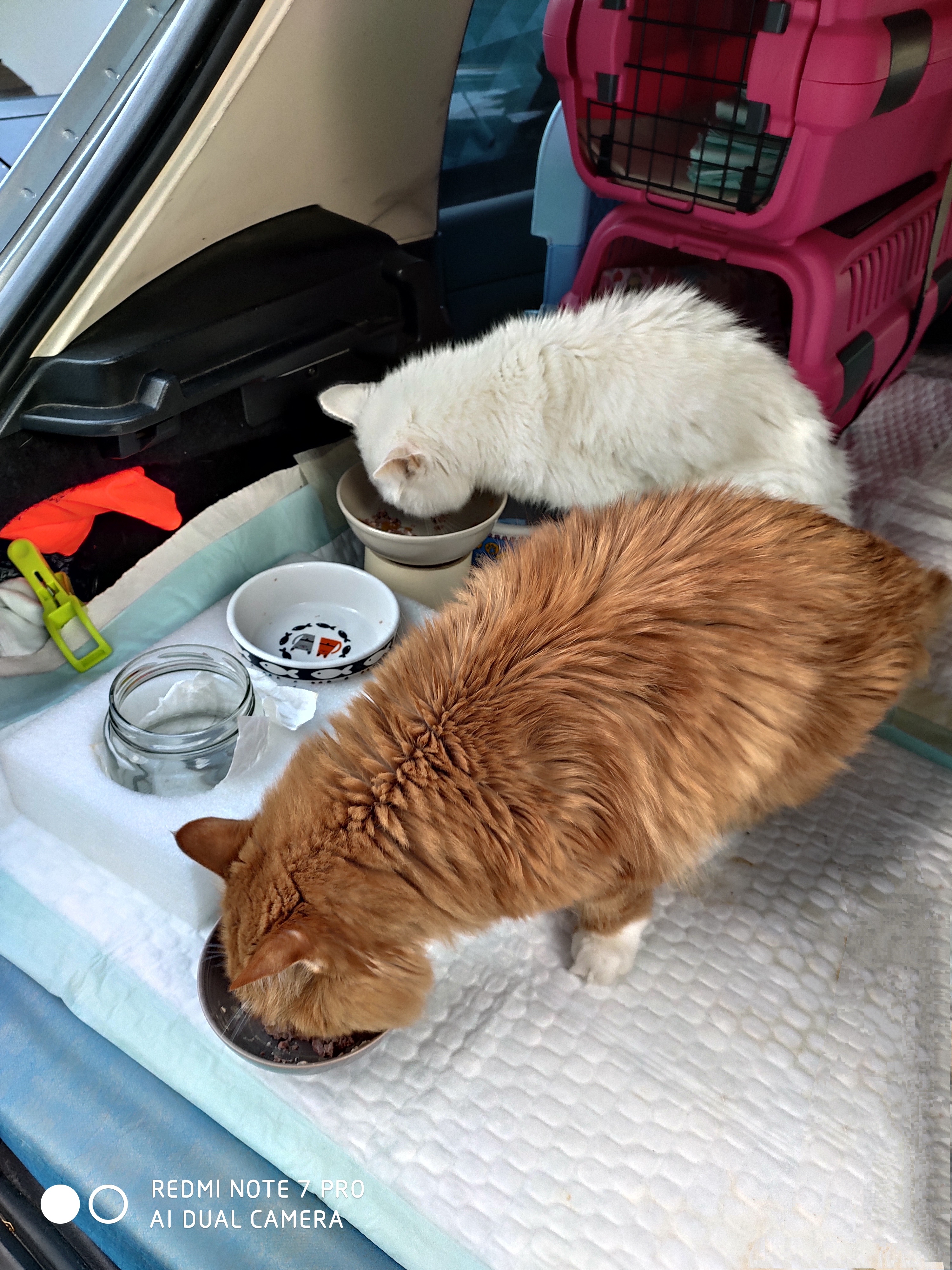 带猫长途自驾需要注意什么,带猫自驾游视频大全